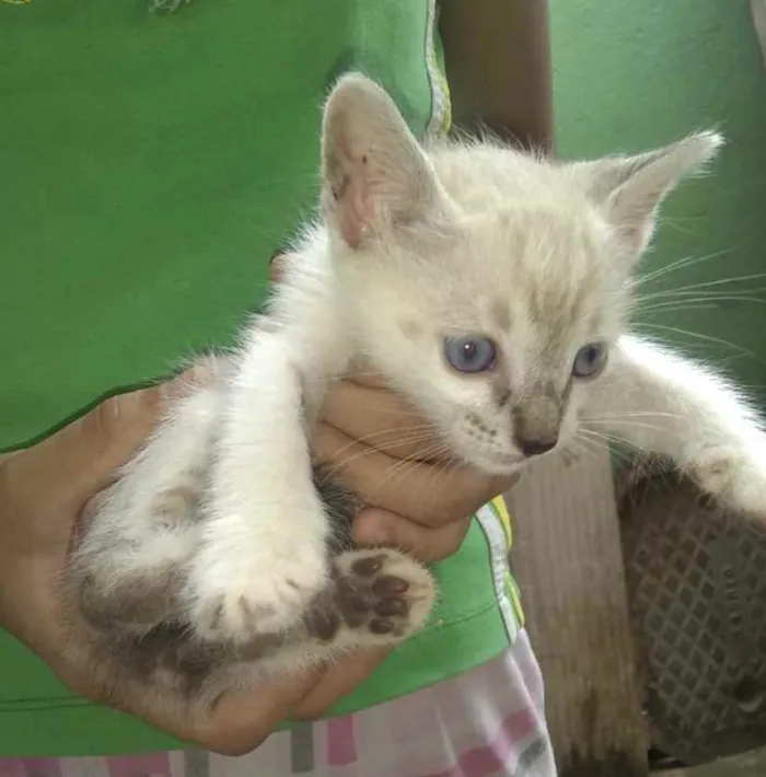Gato ra a SRD idade 2 a 6 meses nome  Tiquinho 