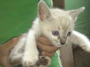 Gato raça SRD idade 2 a 6 meses nome  Tiquinho 