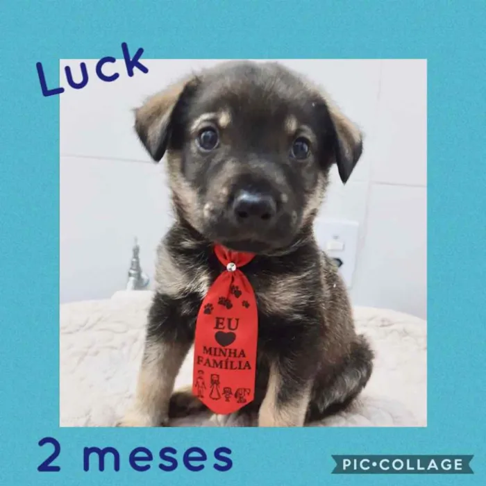 Cachorro ra a Srd idade 2 a 6 meses nome Luck 