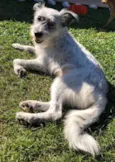 Teca