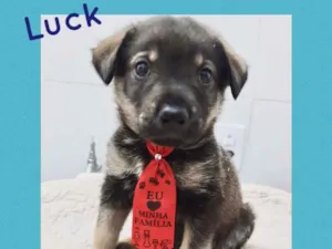 Cachorro raça Srd idade 2 a 6 meses nome Luck 