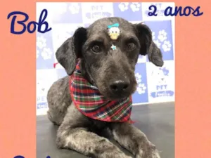 Cachorro raça Srd idade 2 anos nome Bob