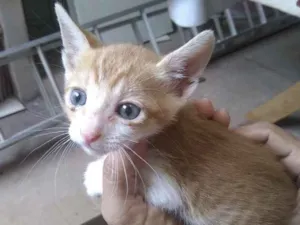 Gato raça SRD idade 2 a 6 meses nome Gugu 