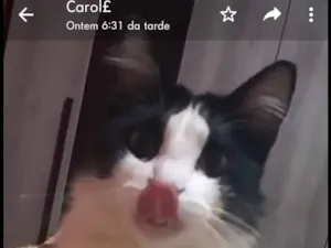 Gato raça Rnd idade 1 ano nome Nino