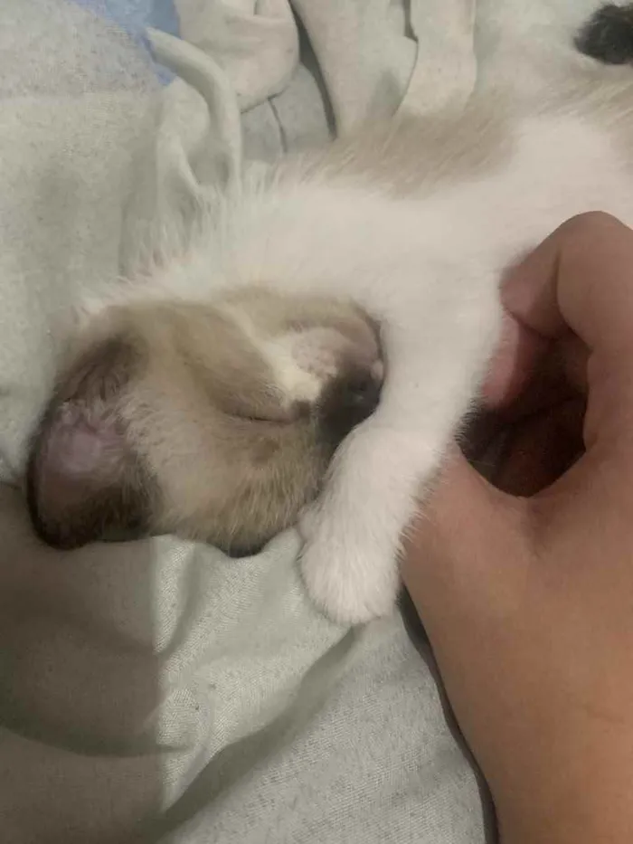 Gato raça  idade 2 a 6 meses nome Sem nome 