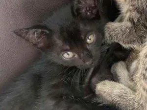 Gato raça  idade 2 a 6 meses nome Sem nome