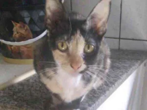 Gato raça Srd  idade 7 a 11 meses nome Carol bb Linda 
