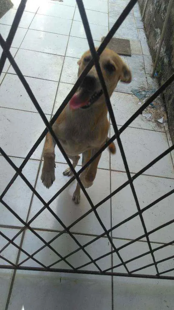 Cachorro raça SRD idade 2 a 6 meses nome Mel