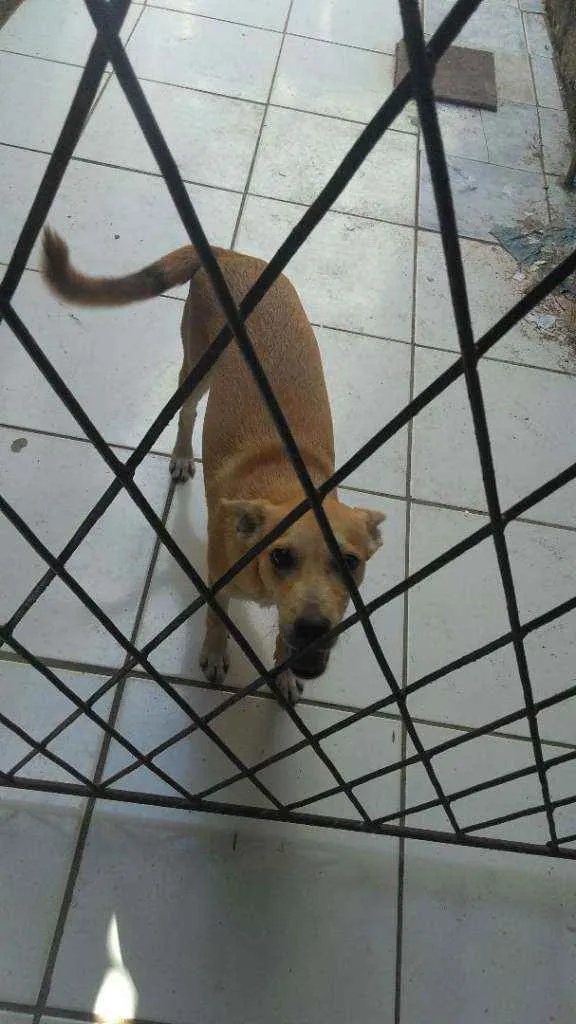 Cachorro raça SRD idade 2 a 6 meses nome Mel