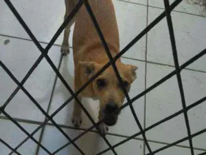 Cachorro raça SRD idade 2 a 6 meses nome Mel