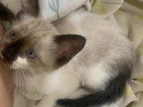 Gato raça  idade 2 a 6 meses nome Sem nome 