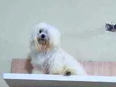 Cachorro raça Maltes idade 6 ou mais anos nome Flokinho