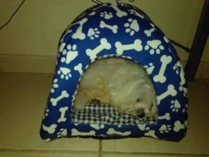 Cachorro raça Maltes idade 6 ou mais anos nome Flokinho