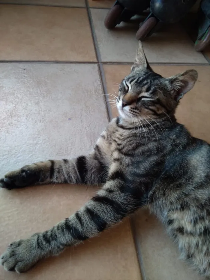 Gato ra a nao tem  idade 7 a 11 meses nome nao tem 