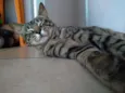 nao tem 