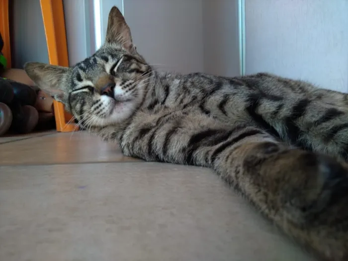 Gato ra a nao tem  idade 7 a 11 meses nome nao tem 