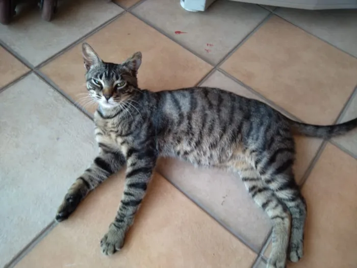 Gato ra a nao tem  idade 7 a 11 meses nome nao tem 