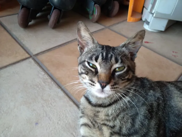 Gato ra a nao tem  idade 7 a 11 meses nome nao tem 