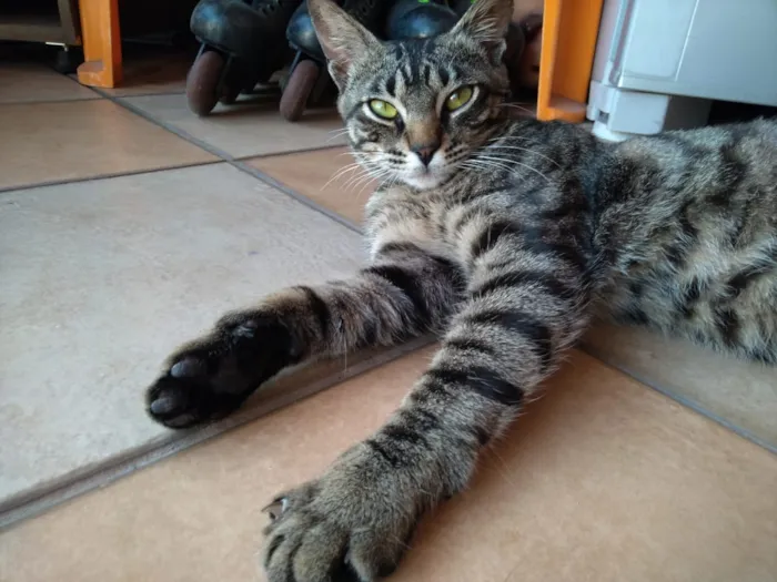 Gato ra a nao tem  idade 7 a 11 meses nome nao tem 
