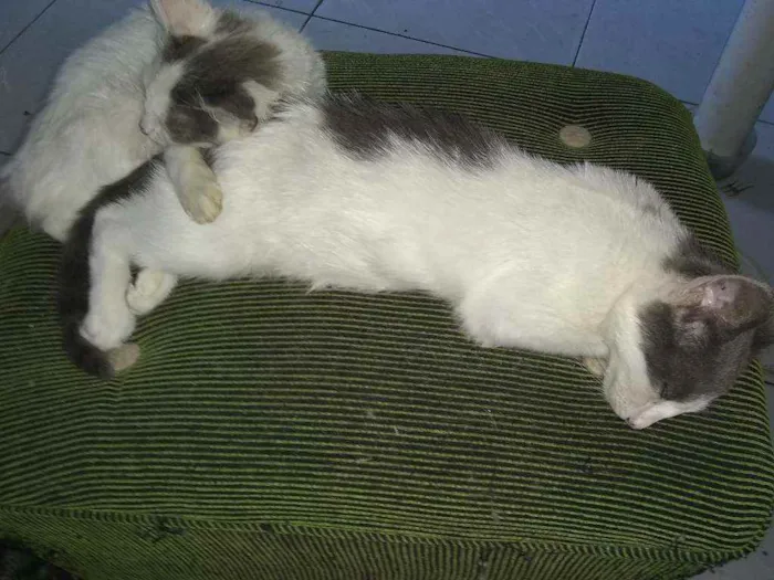 Gato ra a Siamês idade 2 a 6 meses nome Sem nome