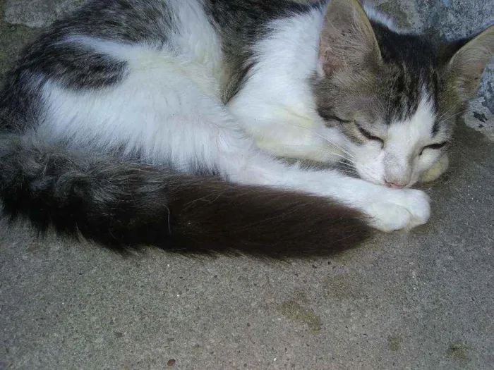 Gato ra a Siamês idade 2 a 6 meses nome Sem nome