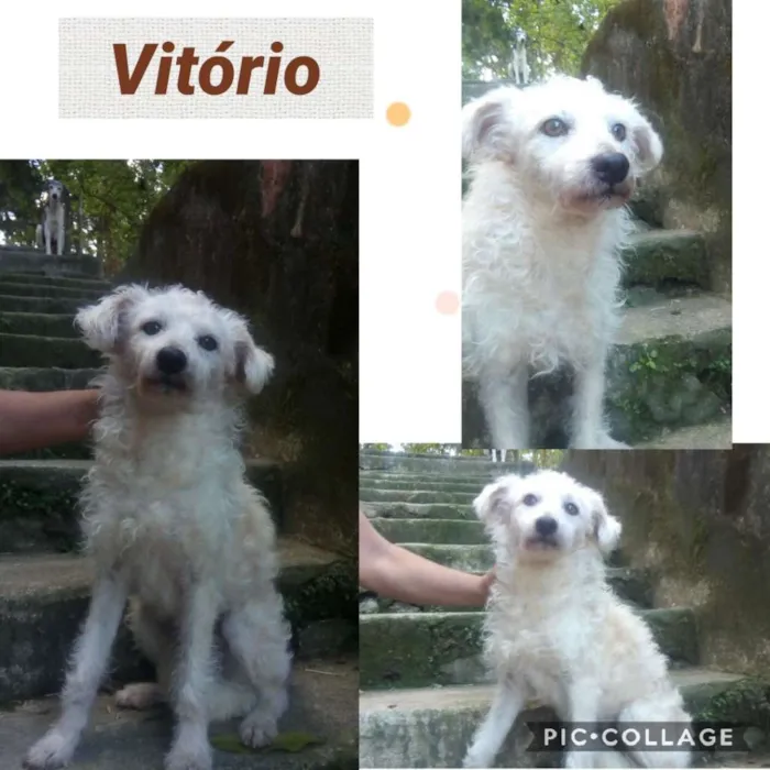 Cachorro ra a SRD/POODLE idade 2 anos nome VITÓRIO