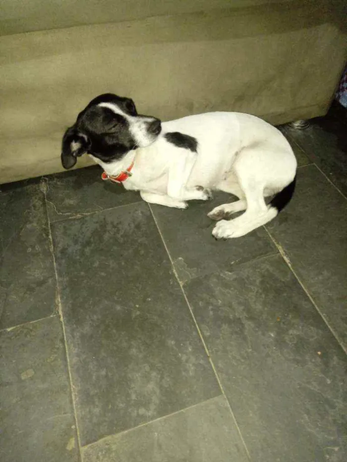 Cachorro raça Fox paulistinha idade  nome Rubí
