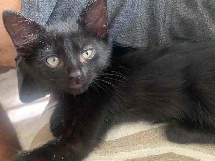 Gato raça  idade 2 a 6 meses nome Sem nome