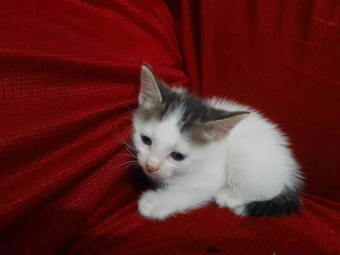Gato raça  idade Abaixo de 2 meses nome Elza 