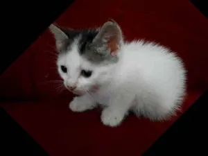 Gato raça  idade Abaixo de 2 meses nome Elza 