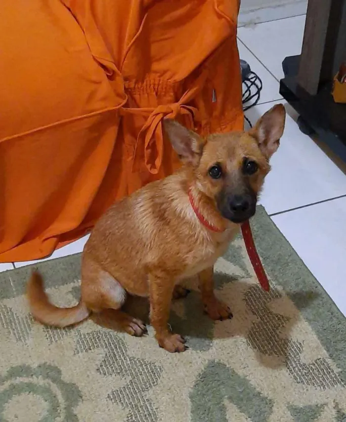 Cachorro ra a SRD-ViraLata idade 7 a 11 meses nome JUDITE