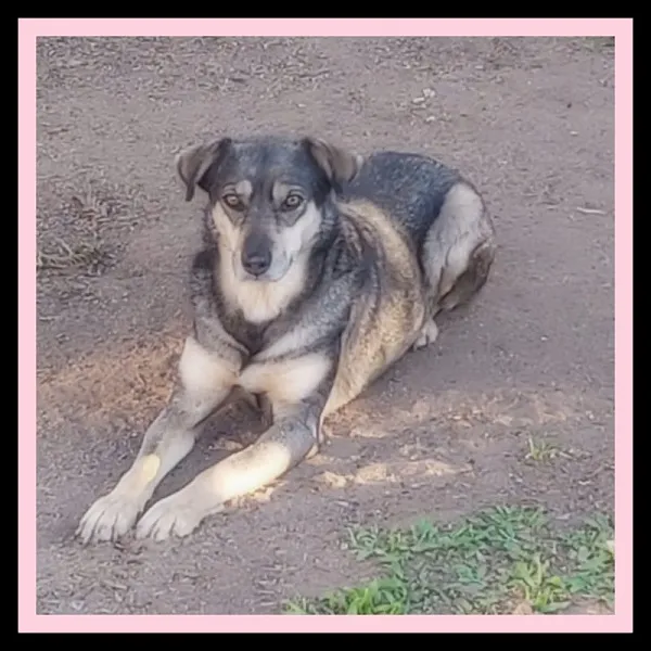 Cachorro ra a SRD-ViraLata idade 6 ou mais anos nome MARIA