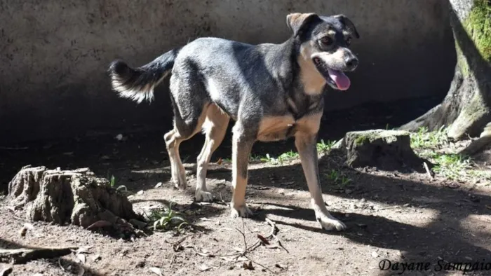 Cachorro ra a SRD-ViraLata idade 6 ou mais anos nome MARIA