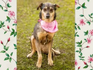 Cachorro raça SRD-ViraLata idade 6 ou mais anos nome MARIA