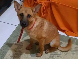 Cachorro raça SRD-ViraLata idade 7 a 11 meses nome JUDITE