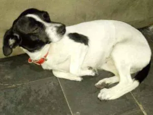 Cachorro raça Fox paulistinha idade  nome Rubí