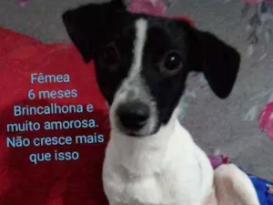 Cachorro raça Fox paulistinha idade  nome Rubí