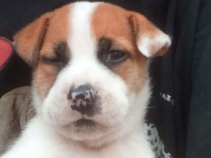 Cachorro ra a Vira lata idade 2 a 6 meses nome Sansão