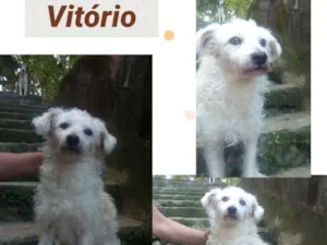Cachorro raça SRD/POODLE idade 2 anos nome VITÓRIO