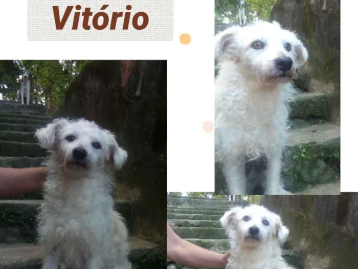 Cachorro ra a SRD/POODLE idade 2 anos nome VITÓRIO