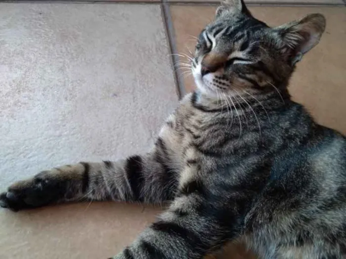 Gato ra a nao tem  idade 7 a 11 meses nome nao tem 