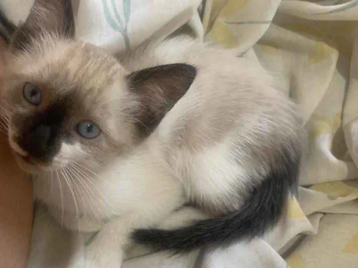 Gato raça  idade 2 a 6 meses nome Sem nome 