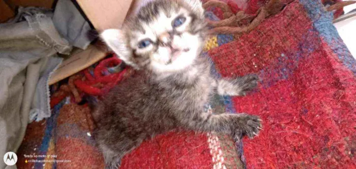 Gato ra a Não sei idade Abaixo de 2 meses nome Gatinho