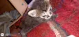 Gatinho