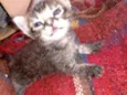 Gatinho
