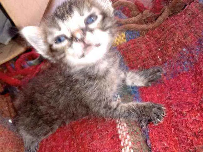 Gato ra a Não sei idade Abaixo de 2 meses nome Gatinho