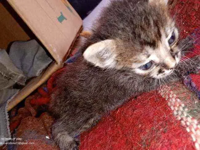 Gato ra a Não sei idade Abaixo de 2 meses nome Gatinho