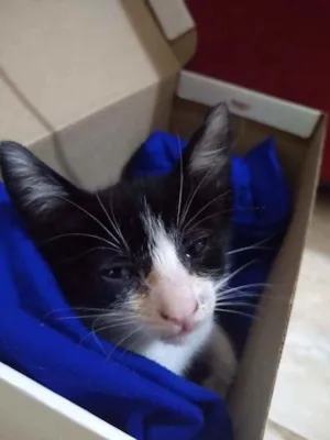 Gato raça Não identificado idade 2 a 6 meses nome Coral 