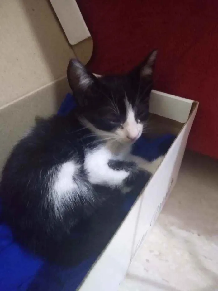 Gato raça Não identificado idade 2 a 6 meses nome Coral 