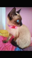 estelar